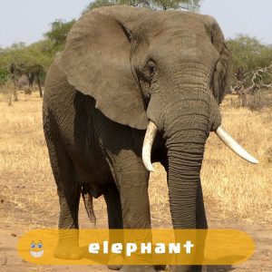 elephant