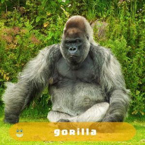 gorilla