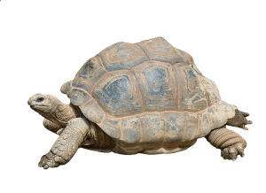 tortoise in Jurassic Park